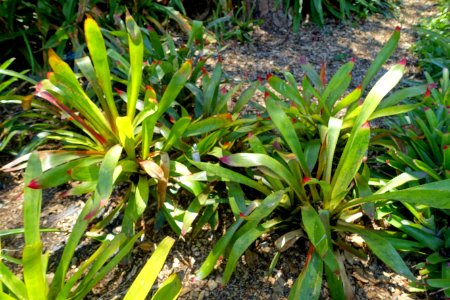 Canistrum superbum (Wittrockia superba) - Marie Selby Botanical Gardens - Sarasota, Florida - DSC01702