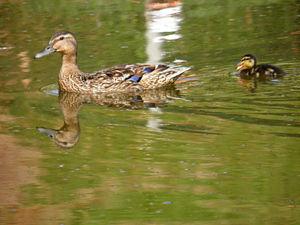 Canard2