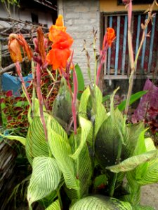 Canna (variegated leaves) habit