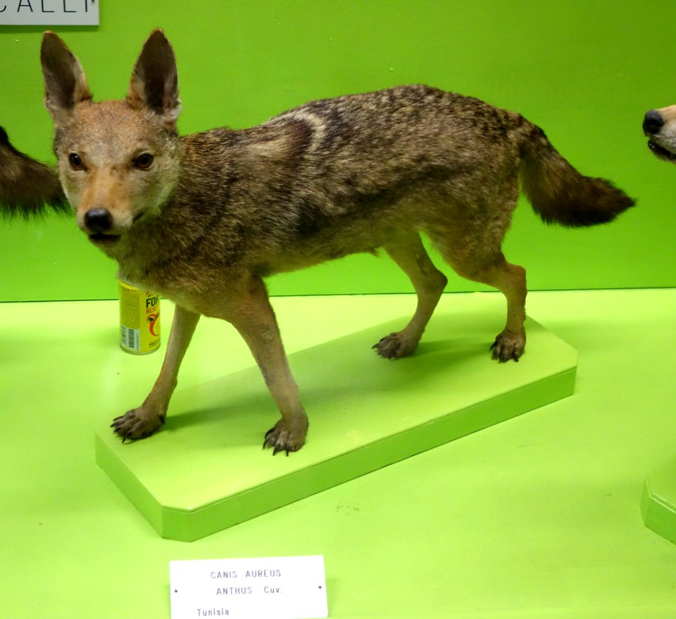 Canis anthus anthus - Museo Civico di Storia Naturale Giacomo Doria - Genoa, Italy - DSC02607