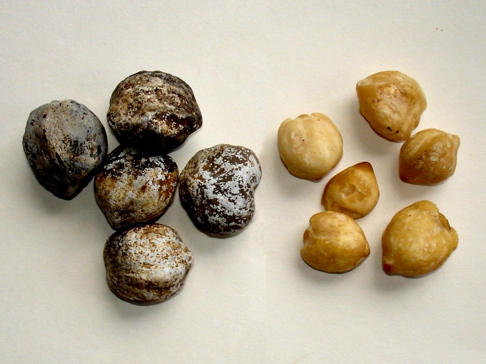 Candlenuts (Aleurites moluccana) shelled & unshelled
