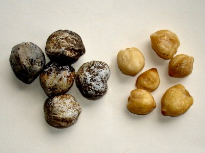 Candlenuts (Aleurites moluccana) shelled & unshelled