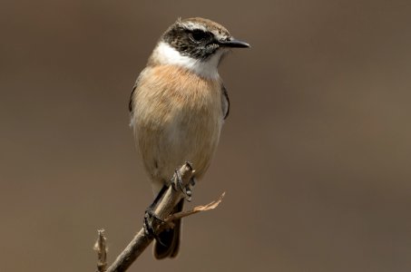 Canary Islands stonechat (Saxicola dacotiae) photo