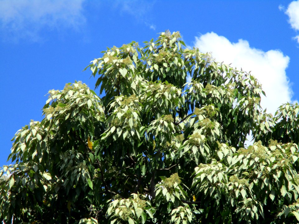 Candlenut (Aleurites moluccana) tree crown