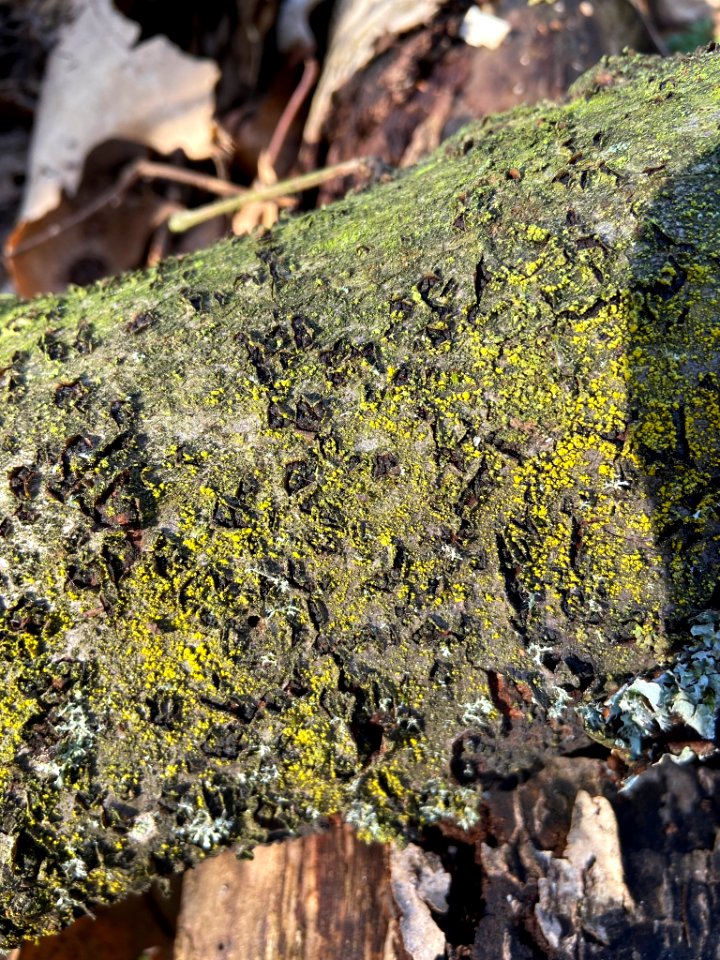 Candelariella efflorescens 61136314