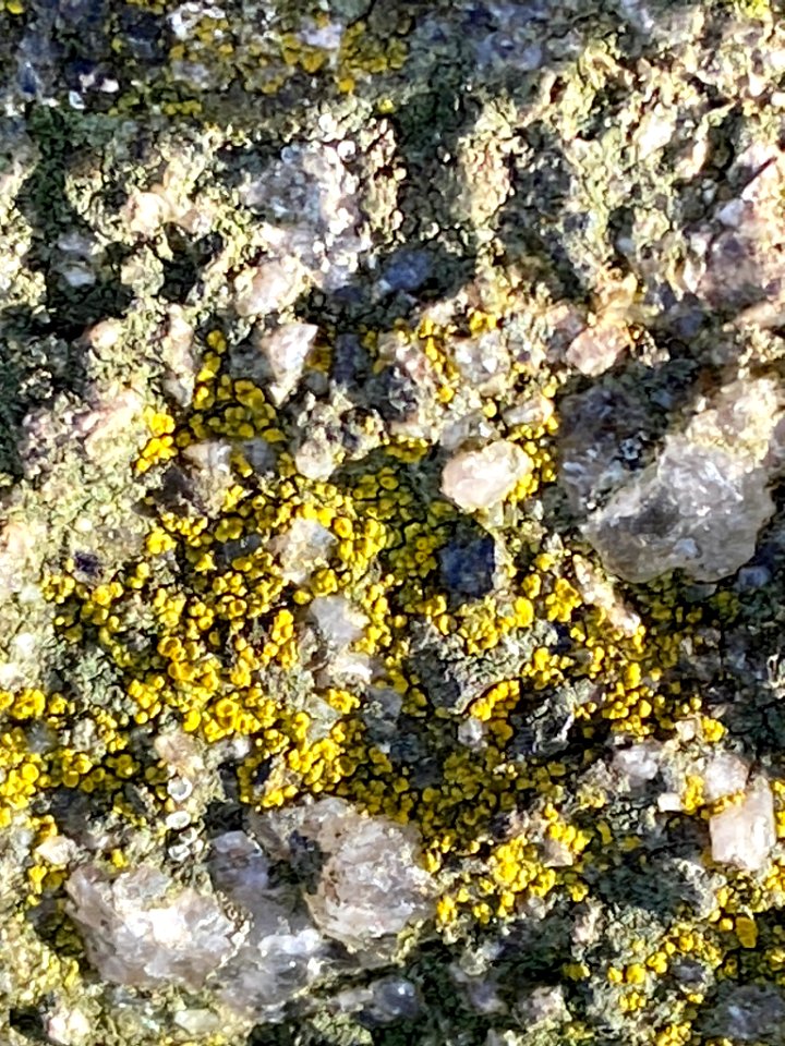 Candelariella vitellina 62510509