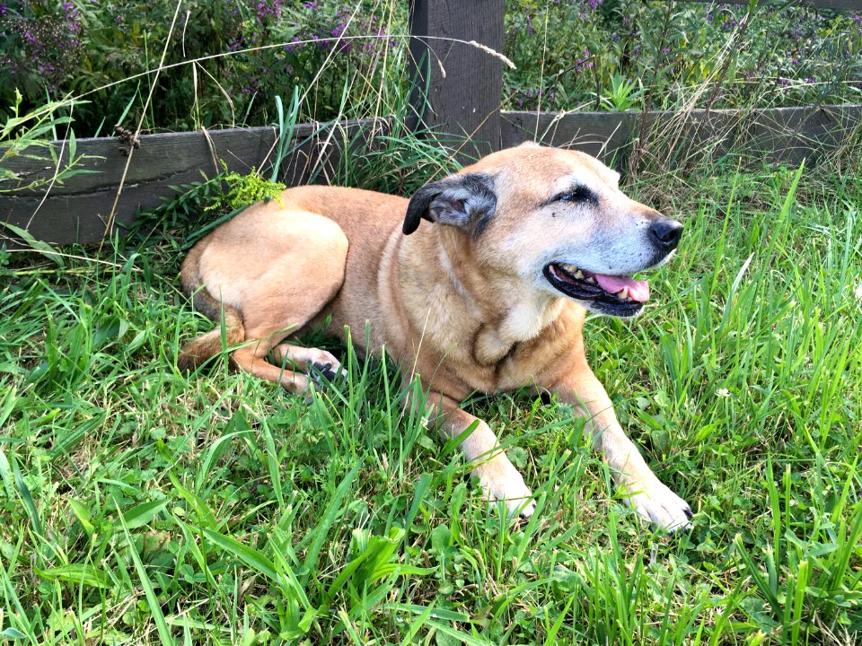 Canis familiaris