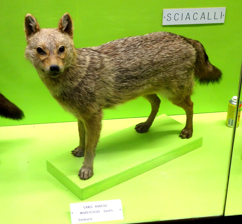 Canis aureus moreoticus - Museo Civico di Storia Naturale Giacomo Doria - Genoa, Italy - DSC02605