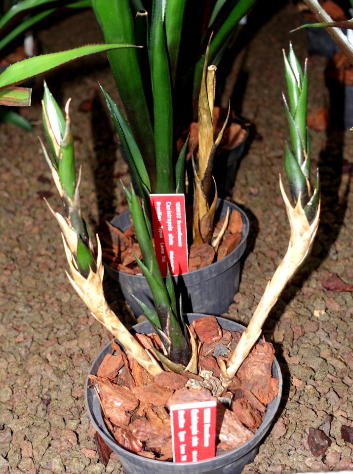 Canistropsis elata - Botanischer Garten - Heidelberg, Germany - DSC01248