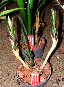 Canistropsis elata - Botanischer Garten - Heidelberg, Germany - DSC01248