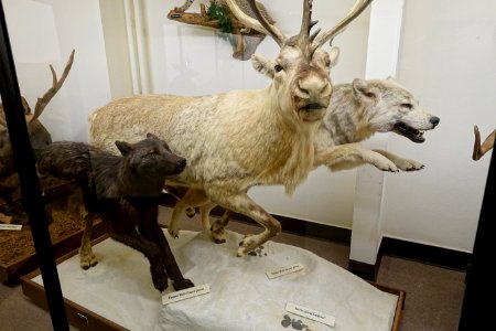 Canis lupus occidentalis and Rangifer tarandus pearyi - Mount Angel Abbey Museum - Mount Angel Abbey - Mount Angel, Oregon - DSC09986