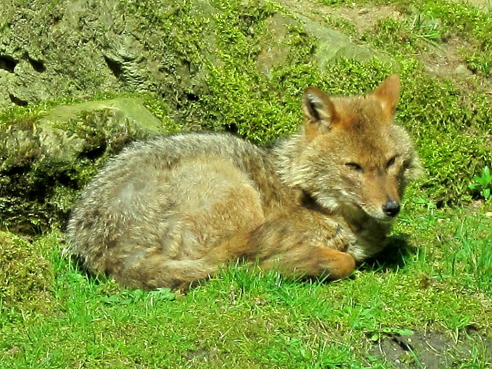 Canis aureus (Golden jackal), Burgers zoo, Arnhem, the Netherlands