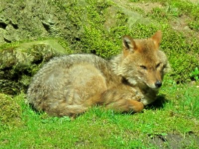 Canis aureus (Golden jackal), Burgers zoo, Arnhem, the Netherlands