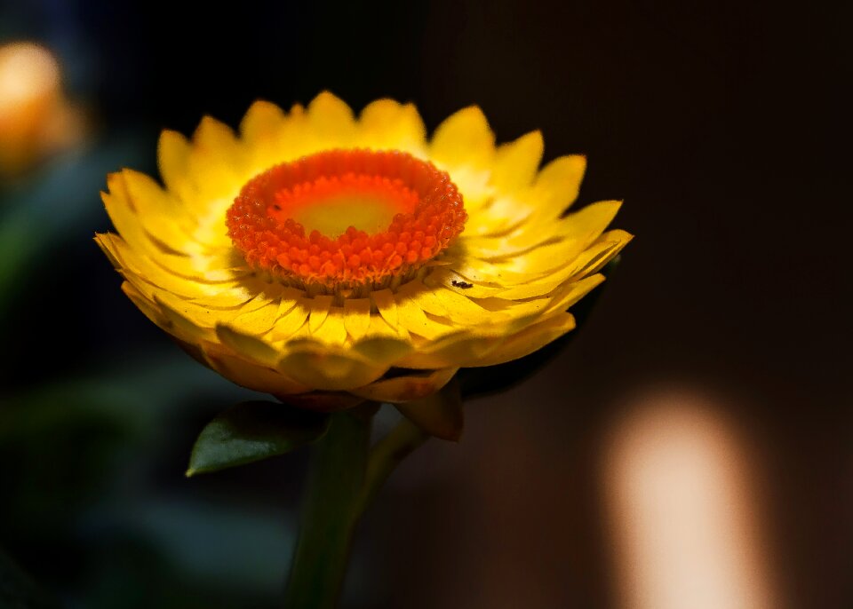 Close garden herbs helichrysum italicum