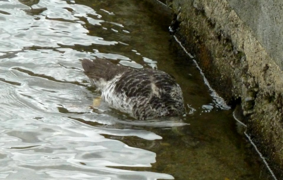 Canard avec tête sous l'eau à Vielle-Adour