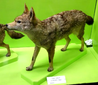 Canis anthus algirensis - Museo Civico di Storia Naturale Giacomo Doria - Genoa, Italy - DSC02611