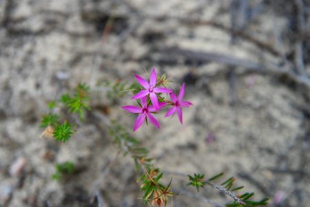 Cape Le Grand National Park, Western Australia 25 photo