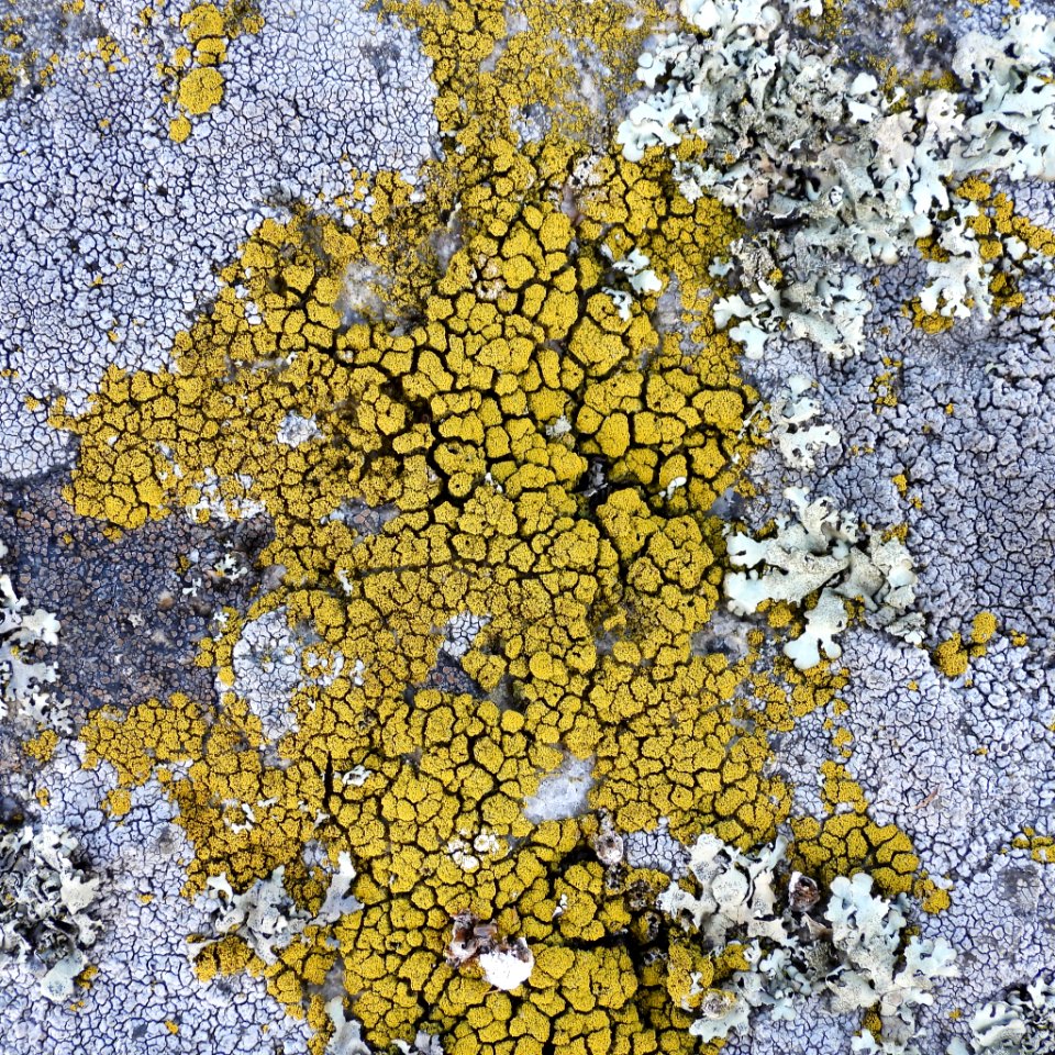 Candelariella coralliza 90092949
