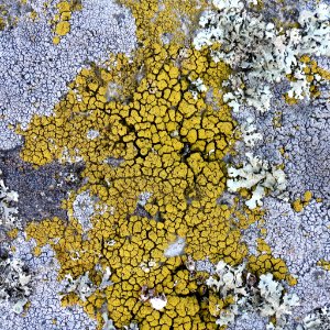 Candelariella coralliza 90092949