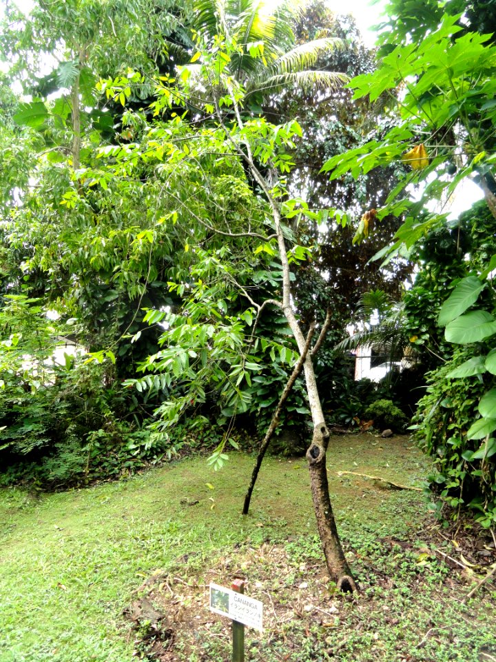 Cananga odorata - Sankyo Garden - DSC01279