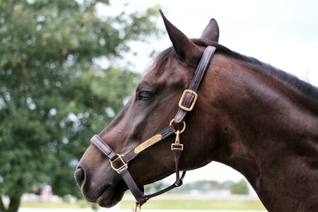 Animal stallion mammal