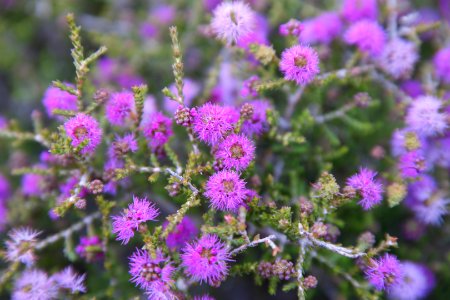 Cape Le Grand National Park, Western Australia 10 photo