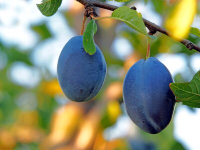 Fruit nature delicious