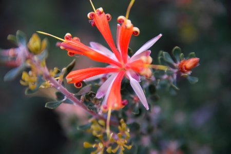 Cape Le Grand National Park, Western Australia 13 photo