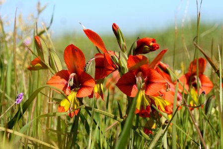 Cape Fynbos - Gladiolus alatus photo