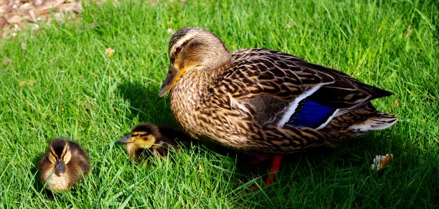 Canetons et leur maman canard