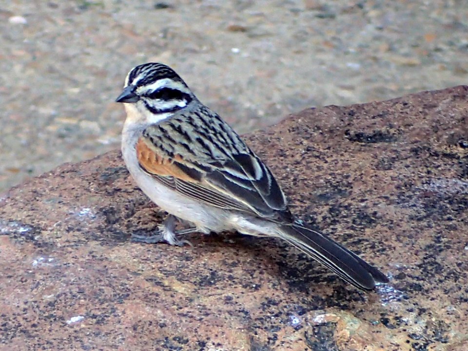 Cape Bunting Emberiza capensis