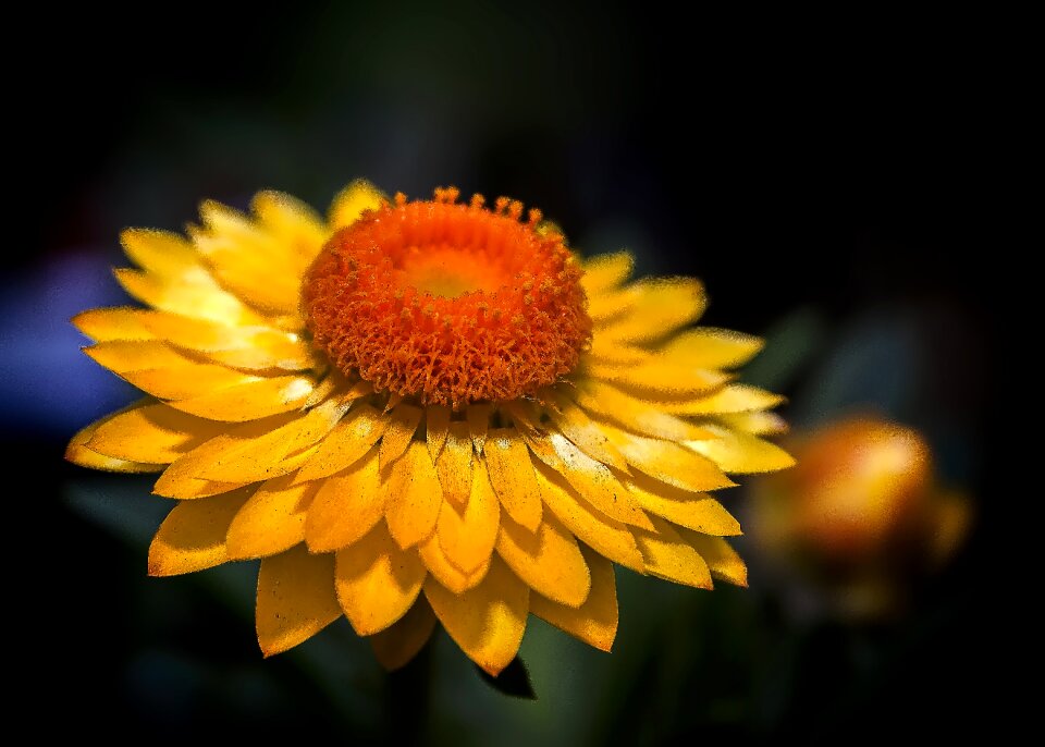 Close garden herbs helichrysum italicum