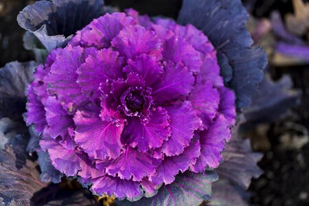 Fresh vegetables organic natural