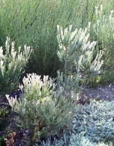 Cape Flats Conebush - Cape Flats Sand Fynbos - critically endangered plants of Cape Town photo