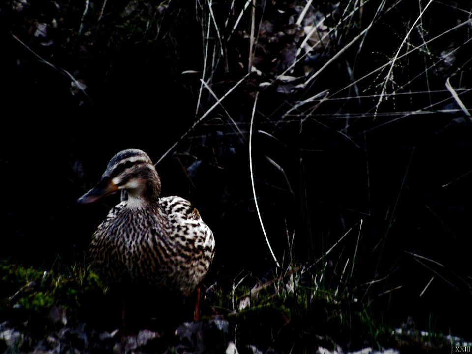 Canard Forêt (65187591)