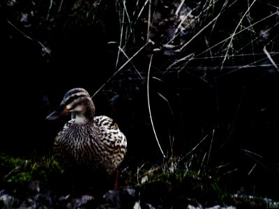 Canard Forêt (65187591)
