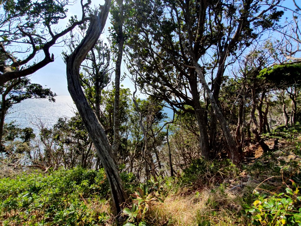 Cape Daibusa 10