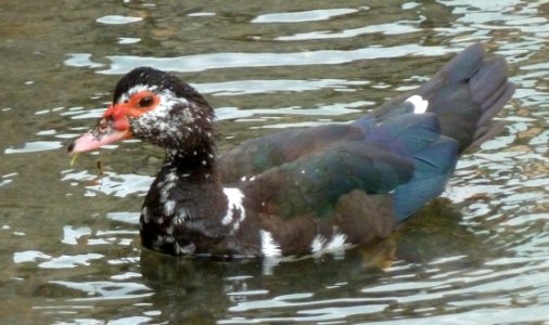 Canard à Vielle-Adour