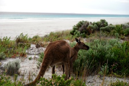 Cape Le Grand National Park, Western Australia 48