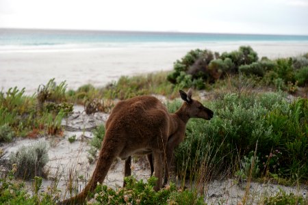 Cape Le Grand National Park, Western Australia 48 photo