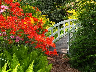 Rhododendron fern romantic