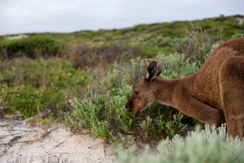 Cape Le Grand National Park, Western Australia 50