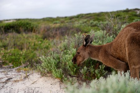 Cape Le Grand National Park, Western Australia 50