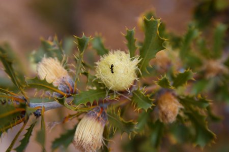 Cape Le Grand National Park, Western Australia 15 photo