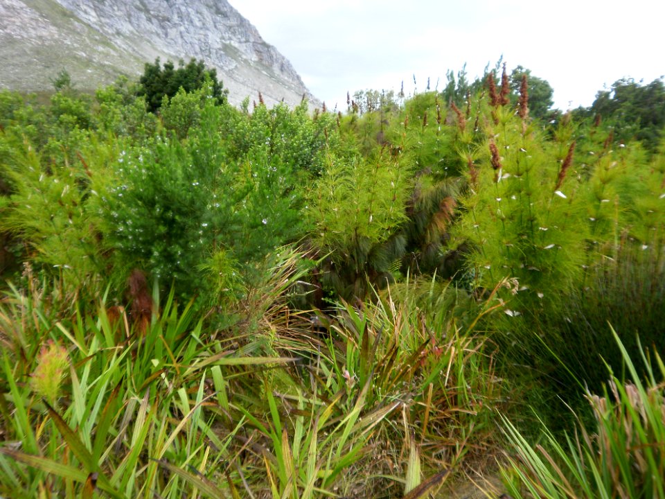 Cape Lowland Freshwater Wetland - restios and shrubs