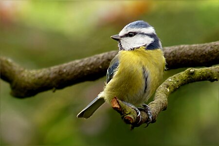 Bird tree foraging