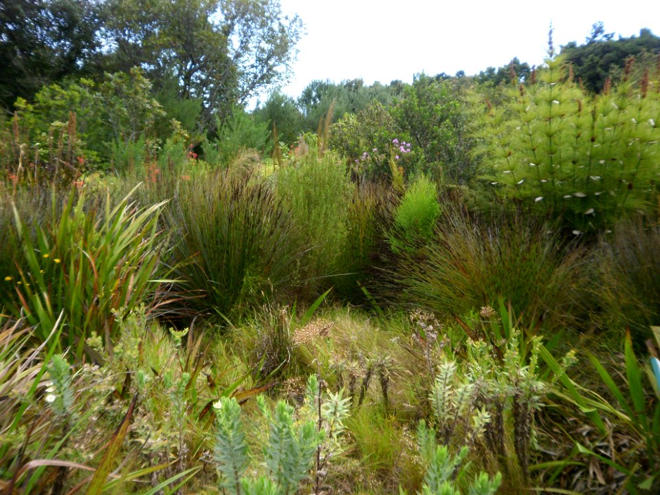 Cape Lowland Freshwater Wetland South Africa 5 restios