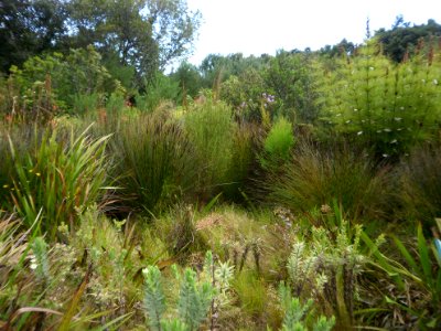 Cape Lowland Freshwater Wetland South Africa 5 restios