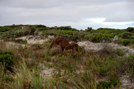 Cape Le Grand National Park, Western Australia 43