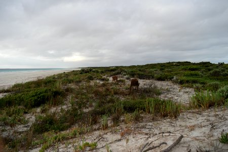 Cape Le Grand National Park, Western Australia 45